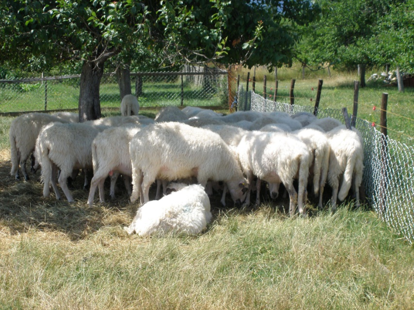 Ovce.jpg